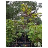 Lot of One: 2.5 - 3 foot Sugar Maple