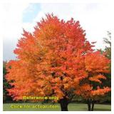 Lot of One: 2.5 - 3 foot Sugar Maple