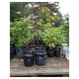 Lot of One: 2.5 - 3 foot Sugar Maple