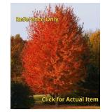 Lot of One: 1.5 - 2.5 foot Autumn Blaze Maple