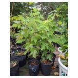Lot of One: 1.5 - 2.5 foot Autumn Blaze Maple