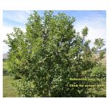Lot of One: 3 foot Chokecherry