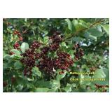 Lot of One: 3 foot Chokecherry