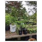 1 gallon Garlic Chives, Lot of 2