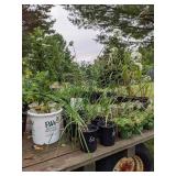 1 gallon Garlic Chives, Lot of 2