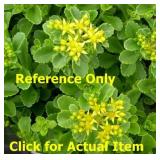 1 quart Sedum, Lot of 2