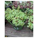 1 quart Sedum, Lot of 2