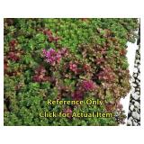 1 quart Sedum, Lot of 2