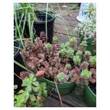 1 quart Sedum, Lot of 2