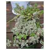 1 quart Sedum, Lot of 2