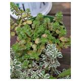 1 quart Sedum, Lot of 2
