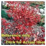 Lot of One: 2.5 - 3 foot Black Chokeberry