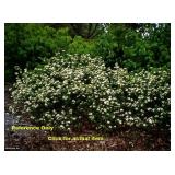 Lot of One: 2.5 - 3 foot Black Chokeberry