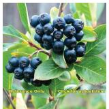 Lot of One: 2.5 - 3 foot Black Chokeberry