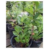Lot of One: 2.5 - 3 foot Black Chokeberry