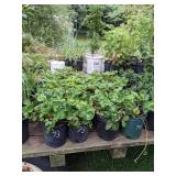 1 gallon Junebearing Strawberry, Lot of 2