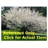 Lot of One: 1 - 1.5 ft. Nanking Cherry