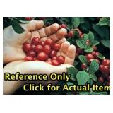 Lot of One: 1 - 1.5 ft. Nanking Cherry