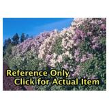 Lot of One: 1 - 1.5 ft. Old Fashioned Lilac