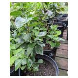 Lot of One: 1 - 1.5 ft. Old Fashioned Lilac