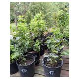 Lot of One: 1 - 1.5 ft. Old Fashioned Lilac