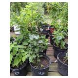 Lot of One: 1 - 1.5 ft. Old Fashioned Lilac