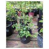 2 gallon Spirea Little Princess