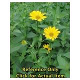 2 gallon Heliopsis, Perennial Sunflower