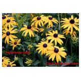 2 gallon Black-Eyed Susan Rudbeckia