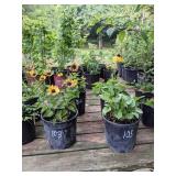 2 gallon Black-Eyed Susan Rudbeckia