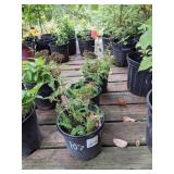 1.5 gallon Pink Yarrow