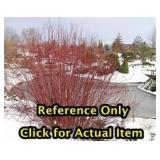 Lot of One: 3 - 3.5 foot Redtwig Dogwood