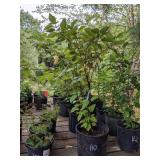 Lot of One: 3 - 3.5 foot Redtwig Dogwood