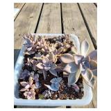 Tray of Succulents, Mexican Ghost Plant