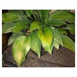 2 gallon Hosta Great Expectations