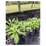 1.5 gallon Hosta Albomarginata