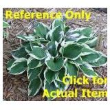 1.5 gallon Hosta Albomarginata