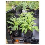 1.5 gallon Hosta Albomarginata