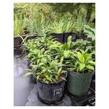 2 gallon Hosta Lancifolia