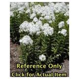 2 gallon White Phlox