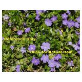 1.5 gallon Vinca (Periwinkle) Lot of 2