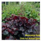 2 gallon Purple Palace Coralbells