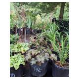 2 gallon Purple Palace Coralbells