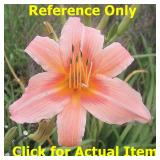 2 gallon Pink Daylily