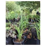 2 gallon Pink Daylily