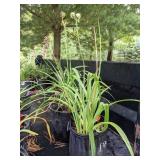 2 gallon Orange Daylily