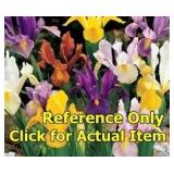 2 gallon Assorted Bearded Iris