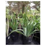 2 gallon Assorted Bearded Iris