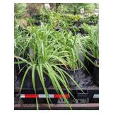 2 gallon Purple Siberian Iris