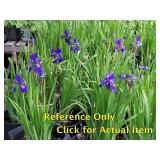2 gallon Purple Siberian Iris